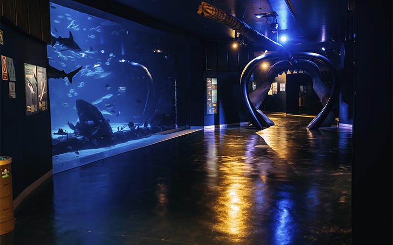 Sala de pingüinos en Atlantis Aquarium Madrid para grandes eventos de empresa